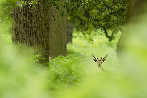 fallow-deer-in-habitat-ben-hall-photography